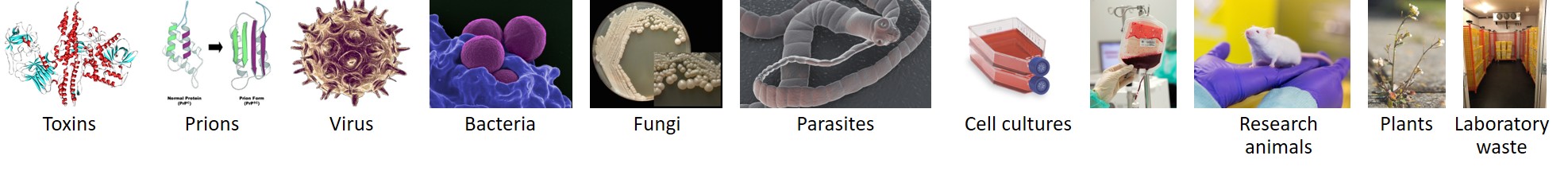Examples of what can constitute a biorisk