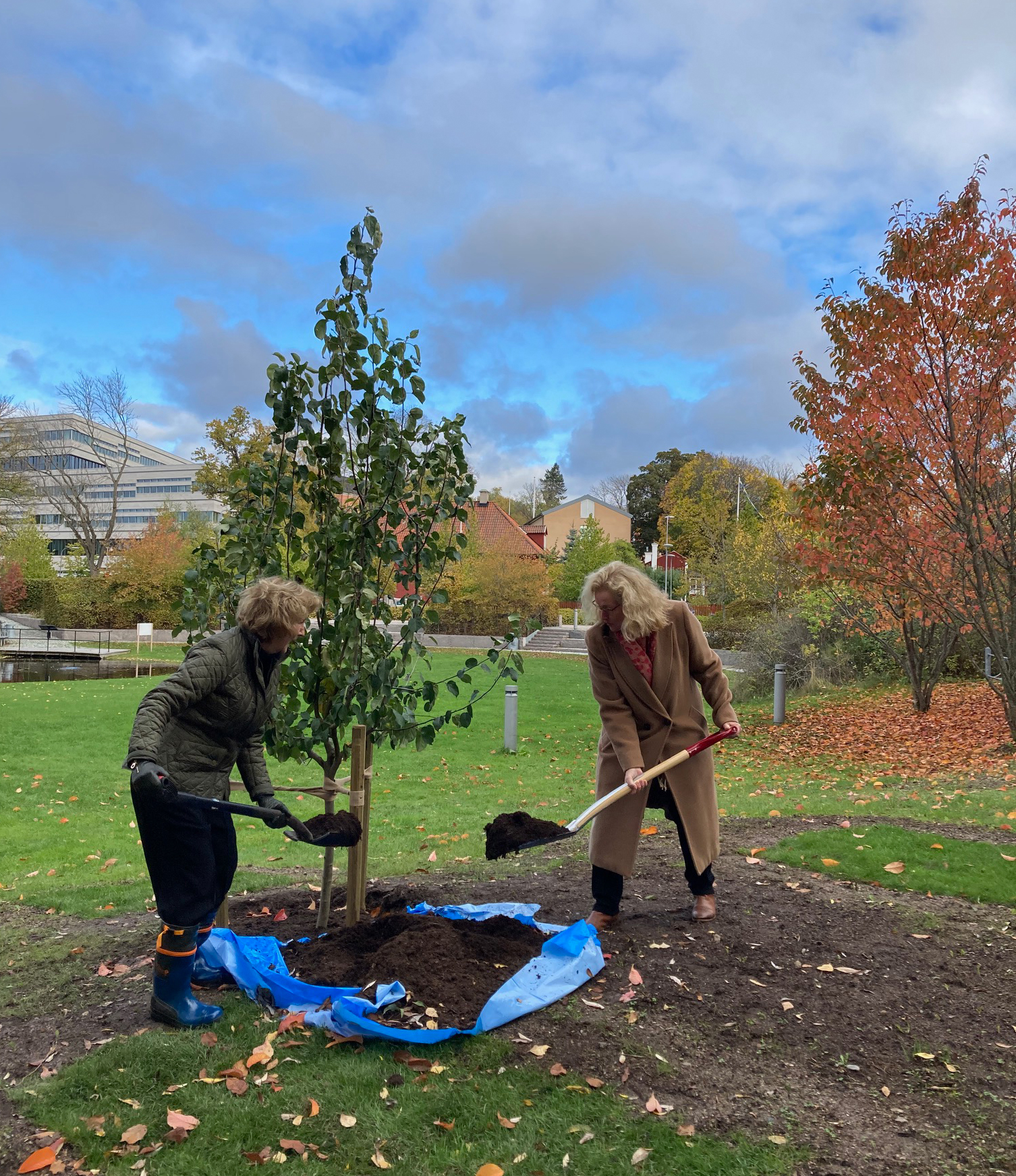 Two women are planting en apple tre.